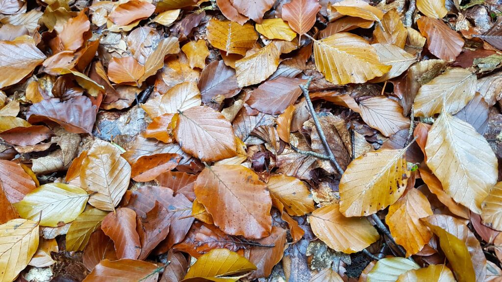 leaves-4566773_1920 (1)