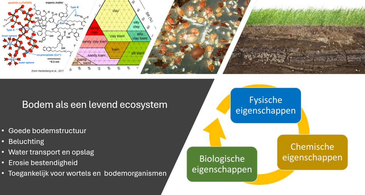 ecoysysteem bodem
